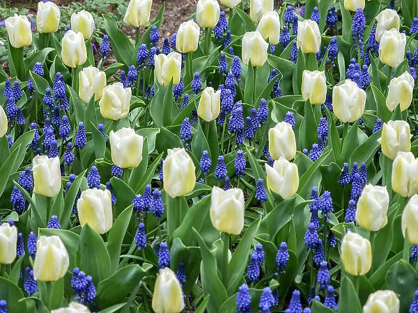 Netherlands, Lisse. White tulips and grape hyacinths in a garden