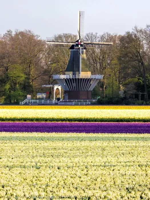 Framed Print : Netherlands, Lisse. Windmill in field of colorful tulips