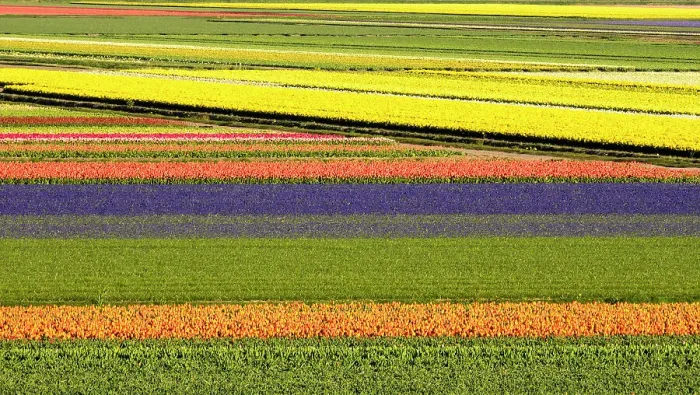 Framed Print : Netherlands, Noord Holland. Agricultural field of tulips Framed Print : Netherlands, Noord Holland. Agricultural field of tulips