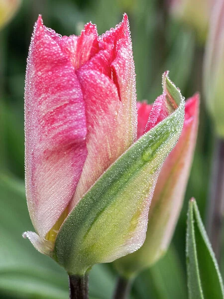 Netherlands, Noord Holland. Closeup of a pink variegated tulip
