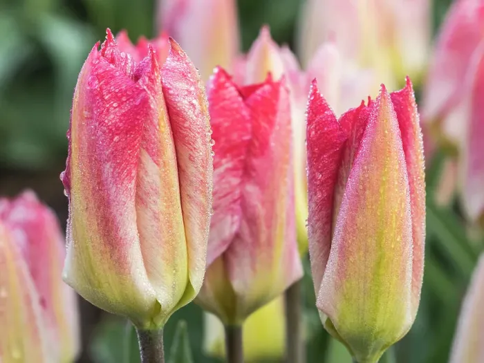 Framed Print : Netherlands, Noord Holland. Closeup of a pink variegated tulip Framed Print : Netherlands, Noord Holland. Closeup of a pink variegated tulip