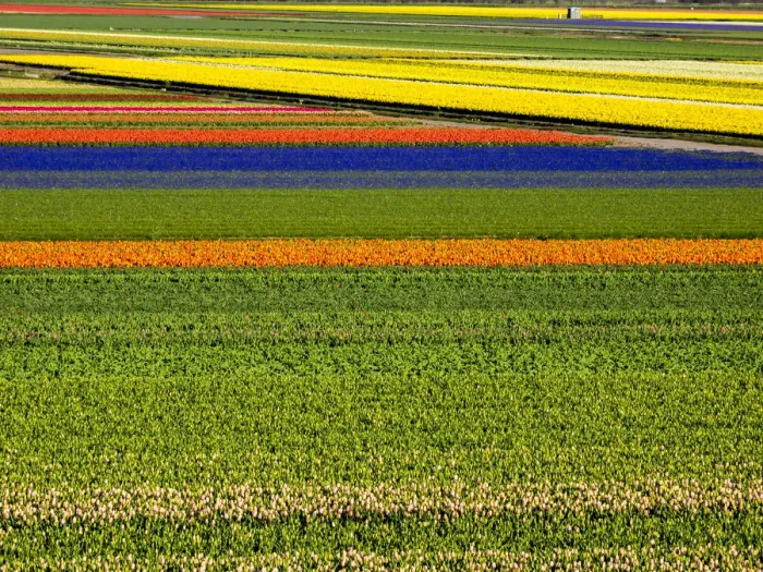 Framed Print : Netherlands, Nord Holland. Flower fields in full bloom