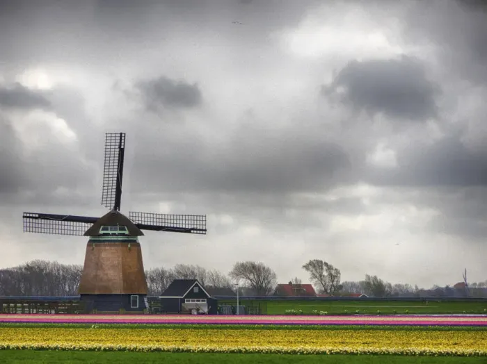 Framed Print : Netherlands, Nord Holland. Tulip fields with traditional Dutch home Framed Print : Netherlands, Nord Holland. Tulip fields with traditional Dutch home