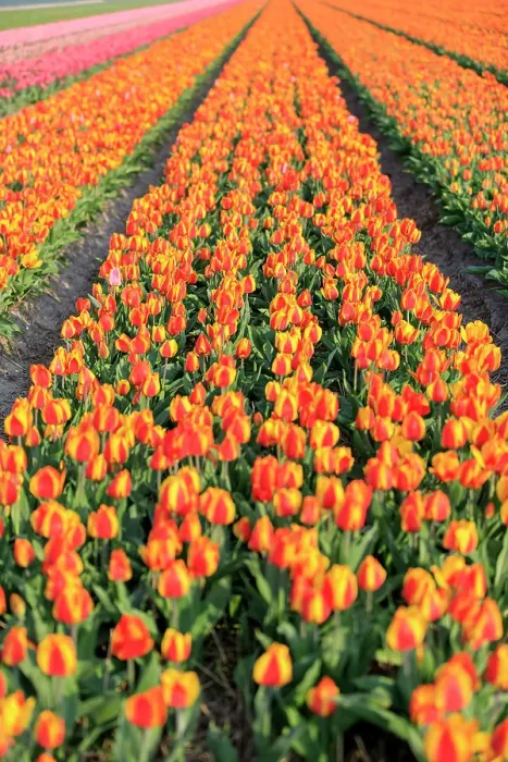 Framed Print : Netherlands, North Holland, Schagerbrug, Grote Sloot. Fields of tulips Framed Print : Netherlands, North Holland, Schagerbrug, Grote Sloot. Fields of tulips