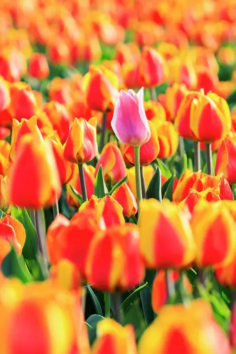 Framed Print : Netherlands, North Holland, Schagerbrug, Grote Sloot. Fields of tulips Framed Print : Netherlands, North Holland, Schagerbrug, Grote Sloot. Fields of tulips