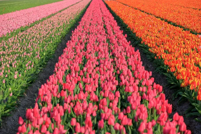 Framed Print : Netherlands, North Holland, Schagerbrug, Grote Sloot. Fields of tulips
