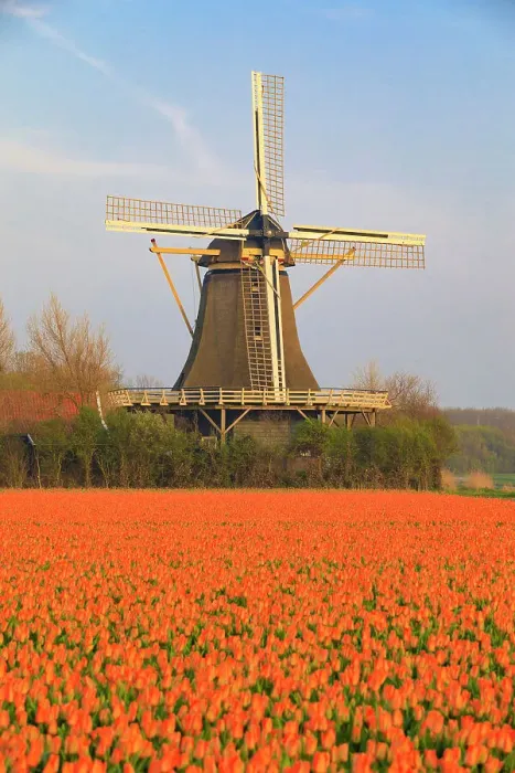 Framed Print : Netherlands, North Holland. Tulips in fields around Het Zand. Windmill in distance Framed Print : Netherlands, North Holland. Tulips in fields around Het Zand. Windmill in distance