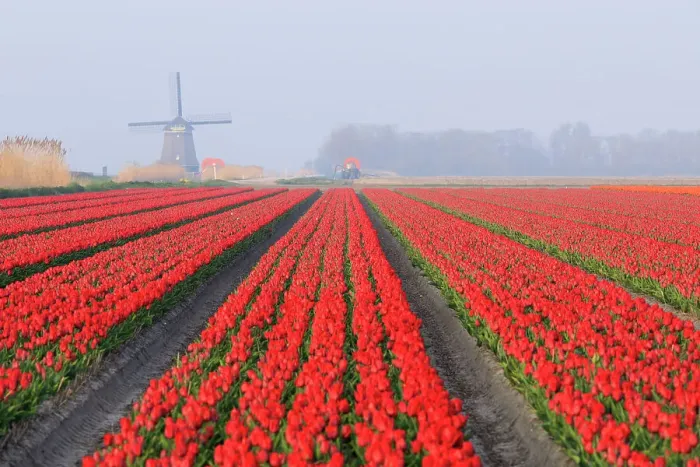 Framed Print : Netherlands, North Holland. Tulips in fields around Het Zand. Windmill in distance Framed Print : Netherlands, North Holland. Tulips in fields around Het Zand. Windmill in distance