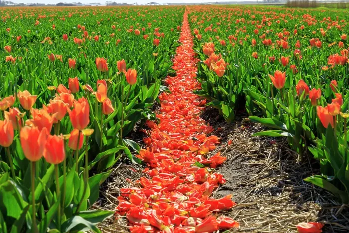 Framed Print : Netherlands, Noth Holland. Callantsoog. Dutch tulips in field Framed Print : Netherlands, Noth Holland. Callantsoog. Dutch tulips in field