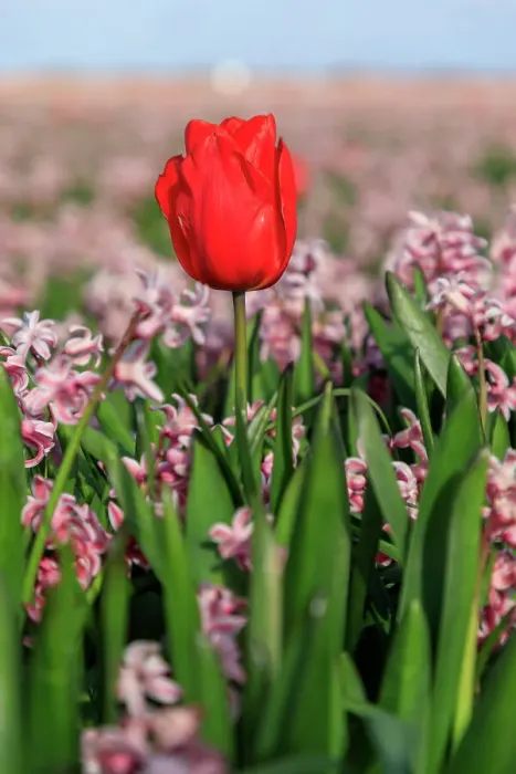 Framed Print : Netherlands, Noth Holland. Callantsoog. Dutch tulips in field of hyacinths