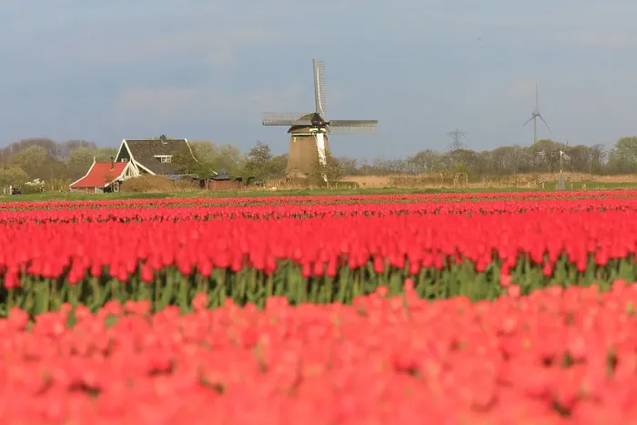 Framed Print : Netherlands, Noth Holland. Het Zand. Tulip fields. Windmill in background Framed Print : Netherlands, Noth Holland. Het Zand. Tulip fields. Windmill in background