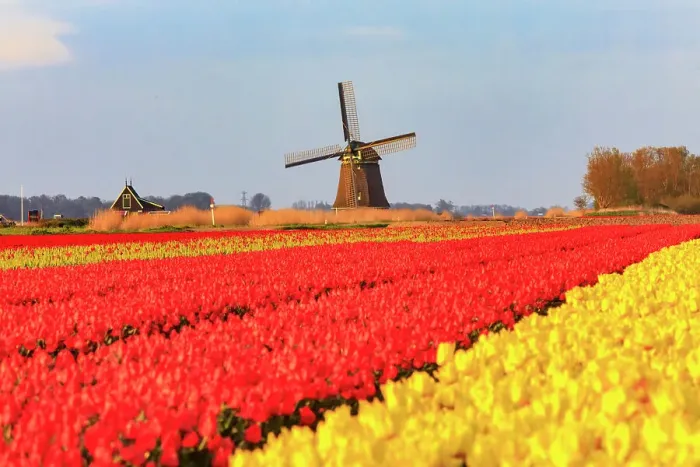 Framed Print : Netherlands, Noth Holland. Het Zand. Tulip fields. Windmill in background Framed Print : Netherlands, Noth Holland. Het Zand. Tulip fields. Windmill in background