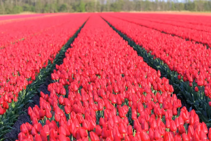 Framed Print : Netherlands, Noth Holland. Het Zand. Tulip fields Framed Print : Netherlands, Noth Holland. Het Zand. Tulip fields