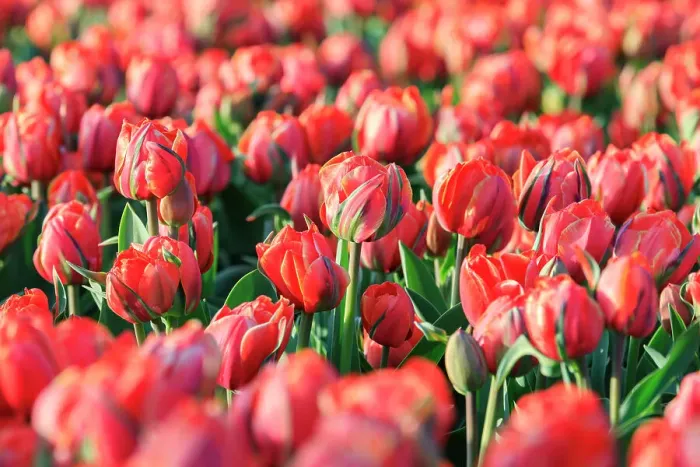 Framed Print : Netherlands, Noth Holland. Het Zand. Tulip fields Framed Print : Netherlands, Noth Holland. Het Zand. Tulip fields