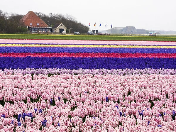 Netherlands. Spring flower fields