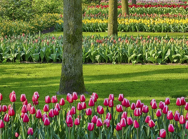 Netherlands. Spring, flowering colorful assorted flowers
