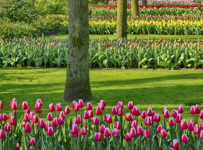 Framed Print : Netherlands. Spring, flowering colorful assorted flowers Framed Print : Netherlands. Spring, flowering colorful assorted flowers