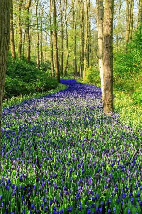 Framed Print : Netherlands, Zuid Holland, Lisse. Muscari armeniacum (Blue Grape Hyacinth) Framed Print : Netherlands, Zuid Holland, Lisse. Muscari armeniacum (Blue Grape Hyacinth)