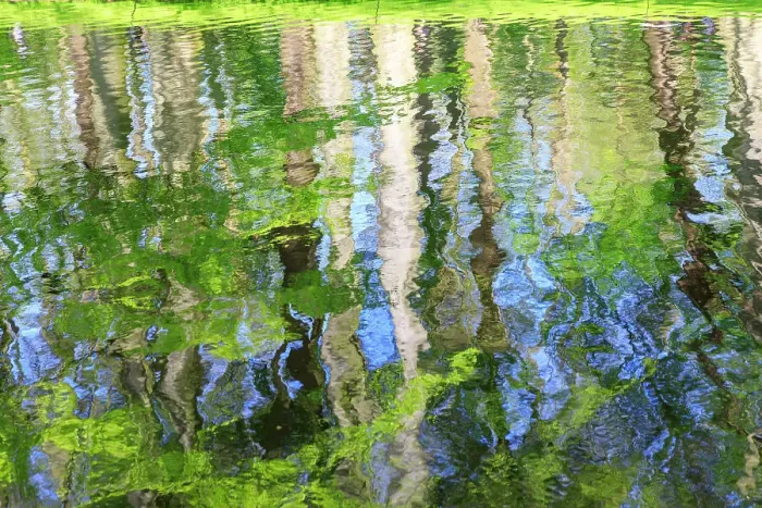 Framed Print : Netherlands, Zuid Holland, Lisse. Reflections of the woods in a pond Framed Print : Netherlands, Zuid Holland, Lisse. Reflections of the woods in a pond