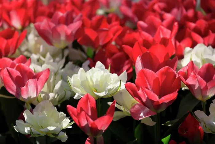 Framed Print : Netherlands, Zuid Holland, Lisse. Tulips
