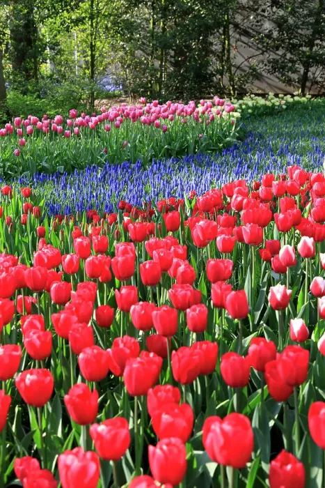 Framed Print : Netherlands, Zuid Holland, Lisse. Tulips Framed Print : Netherlands, Zuid Holland, Lisse. Tulips