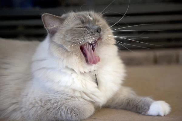 Neva Masquerade cat yawning