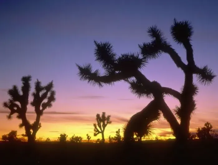 Framed Print : NEVADA. USA. Joshua trees (Yucca brevifolia) at dusk. Foothills of the Mormon Mountains