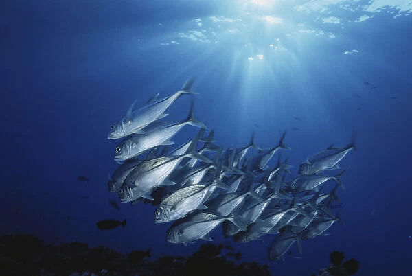 New Britain, New Guinea, School of Jackfish in undersea