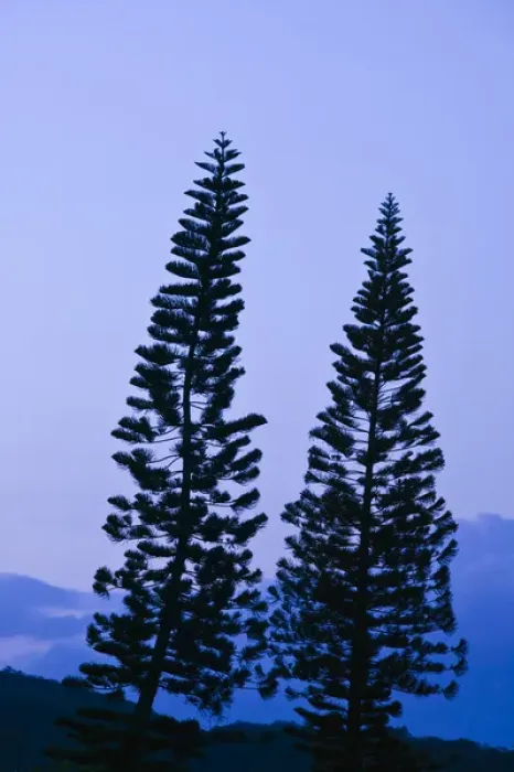 Framed Print : NEW CALEDONIA, Central Grande Terre Island, Bourail. Araucaria Pine, Sunset Framed Print : NEW CALEDONIA, Central Grande Terre Island, Bourail. Araucaria Pine, Sunset