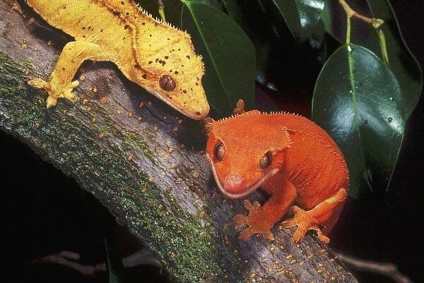 New Caledonia Crested Geckos, Rhacodactylus ciliatus, Native to New Caledonia