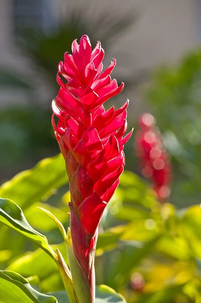 NEW CALEDONIA, North-West Grande Terre Island, Kone. Red ginger flower (guillainia