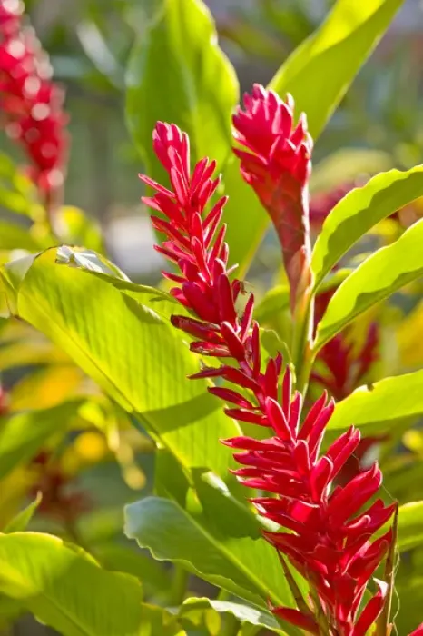 Framed Print : NEW CALEDONIA, North-West Grande Terre Island, Kone. Red ginger flower (guillainia Framed Print : NEW CALEDONIA, North-West Grande Terre Island, Kone. Red ginger flower (guillainia