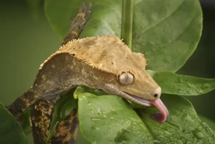 Framed Print : New Caledonian Crested Gecko drinking water Rhacodactylus ciliatus Framed Print : New Caledonian Crested Gecko drinking water Rhacodactylus ciliatus