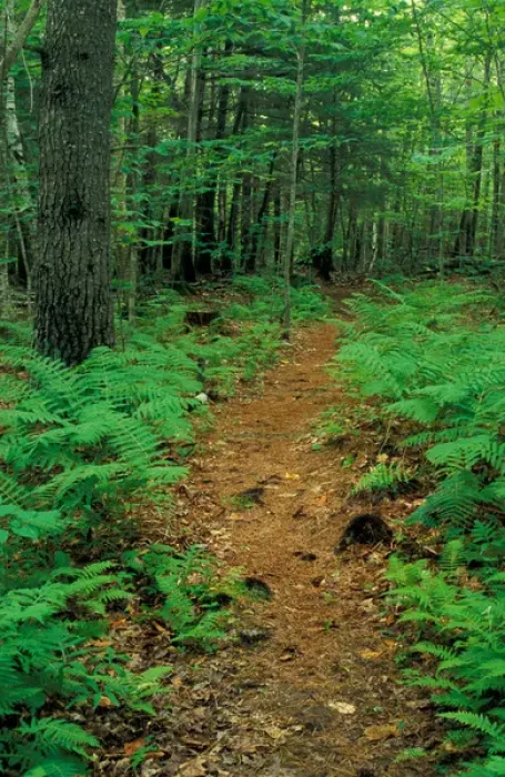 Framed Print : New Gloucester, ME Ferns border this trail in the forest behind the Sabbathday