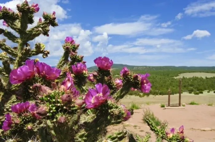 Framed Print : New Mexico. Cactus blossoms New Mexico Framed Print : New Mexico. Cactus blossoms New Mexico