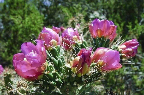 New Mexico. Cactus blossoms New Mexico