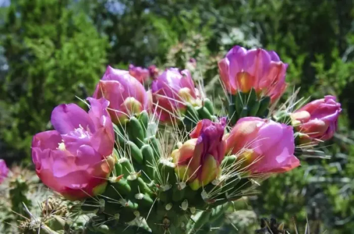 Framed Print : New Mexico. Cactus blossoms New Mexico