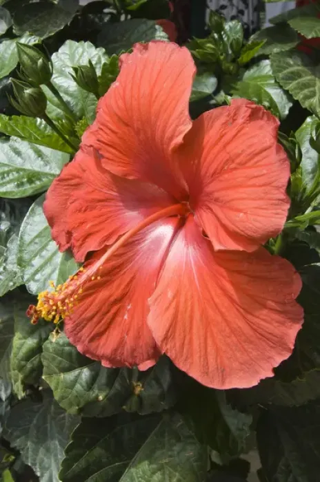 Framed Print : New Mexico, Madrid. Red hibiscus flower New Mexico
