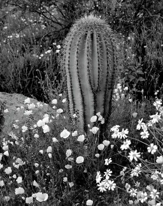 Framed Print : New Mexico. Mexican poppies, Arroyo lupine and saguaro cactus Framed Print : New Mexico. Mexican poppies, Arroyo lupine and saguaro cactus