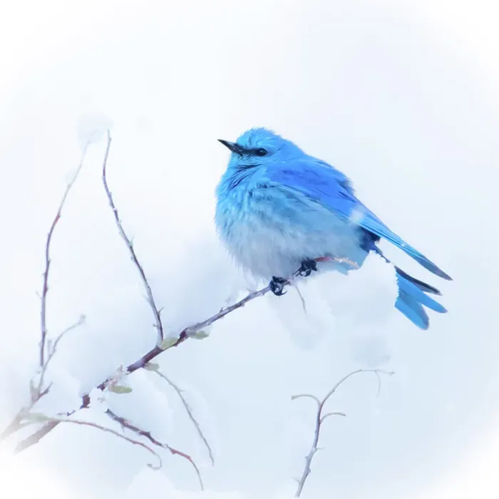 Framed Print : New Mexico. A portrait of a Mountain Bluebird on a branch in the snow Framed Print : New Mexico. A portrait of a Mountain Bluebird on a branch in the snow