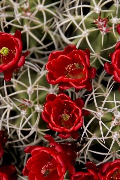 New Mexico, United States. Claret cup cactus in bloom