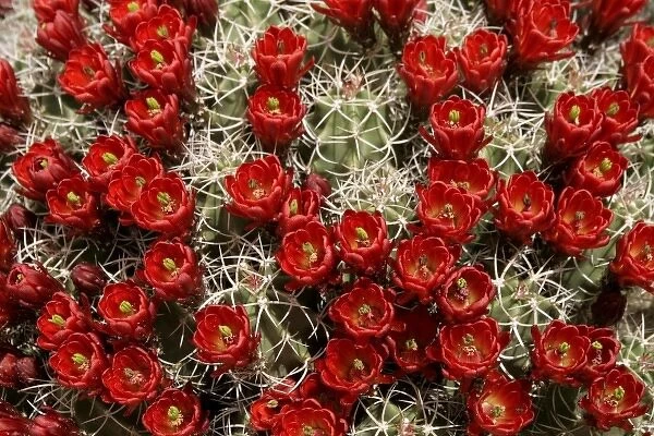 New Mexico, United States. Claret cup cactus in bloom