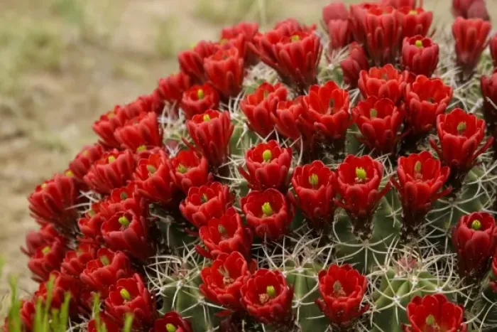 Framed Print : New Mexico, United States. Claret cup cactus in bloom