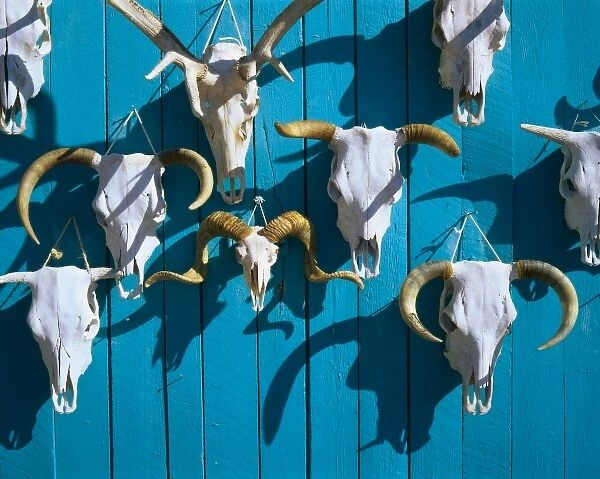NEW MEXICO. USA. Big wall o skulls for sale near Taos