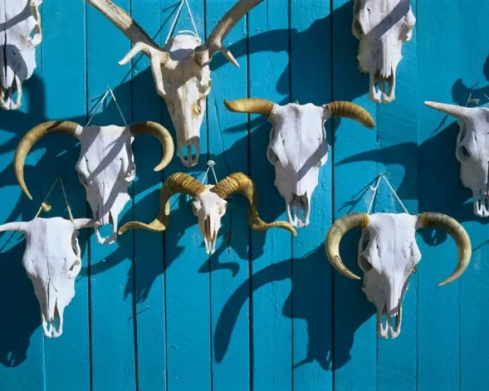 Framed Print : NEW MEXICO. USA. Big wall o skulls for sale near Taos Framed Print : NEW MEXICO. USA. Big wall o skulls for sale near Taos