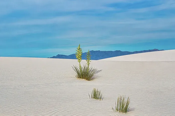 Framed Print : New Mexico's White Sands National Park Framed Print : New Mexico's White Sands National Park