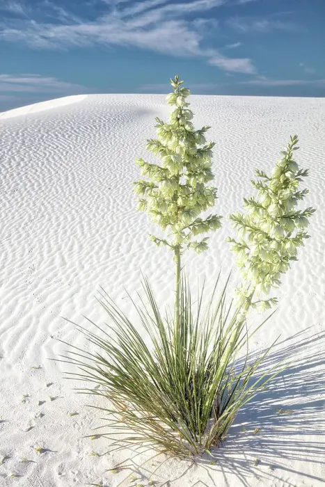 Framed Print : New Mexico's White Sands National Park Framed Print : New Mexico's White Sands National Park
