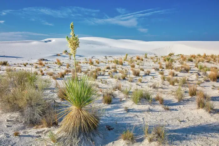 Framed Print : New Mexico's White Sands National Park Framed Print : New Mexico's White Sands National Park