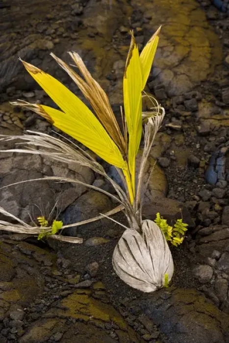 Framed Print : A new palm grows from a coconut embedded in Pahoehoe lava in Volcanoes NP on Framed Print : A new palm grows from a coconut embedded in Pahoehoe lava in Volcanoes NP on