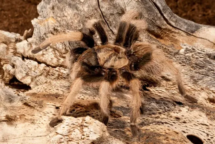 Framed Print : New River Rust Rump Tarantula, Aphonopelma sp Framed Print : New River Rust Rump Tarantula, Aphonopelma sp
